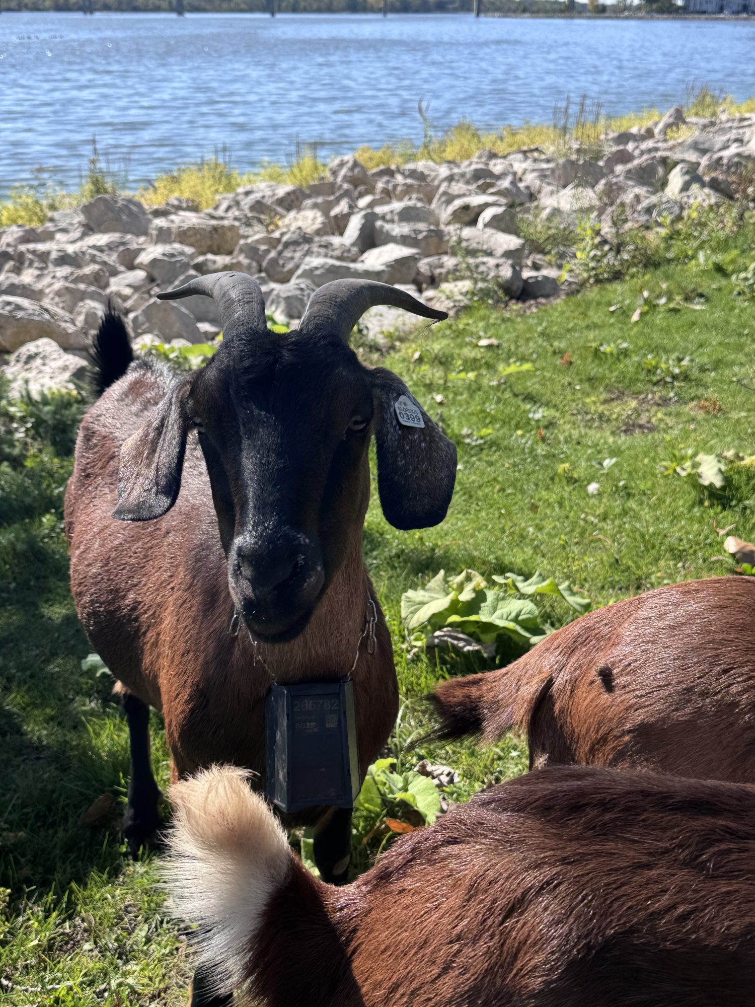 Goats Are Back at the National Railroad Museum